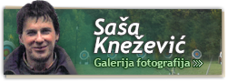 Saša Knežević - galerija fotografija